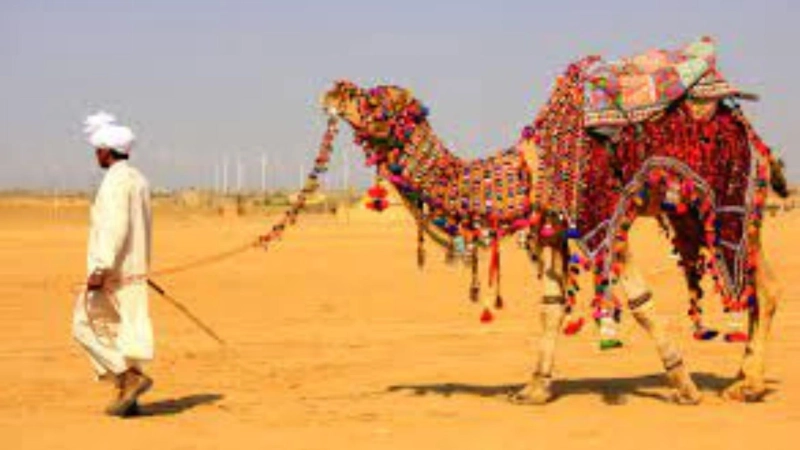 Camel Safari in Jodhpur : Royal Rajasthan