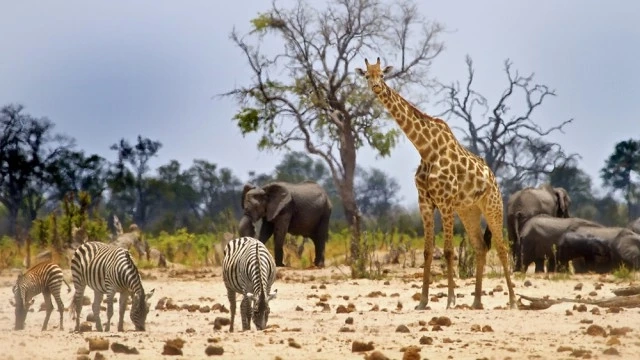 Moremi Game Reserve in Botswana