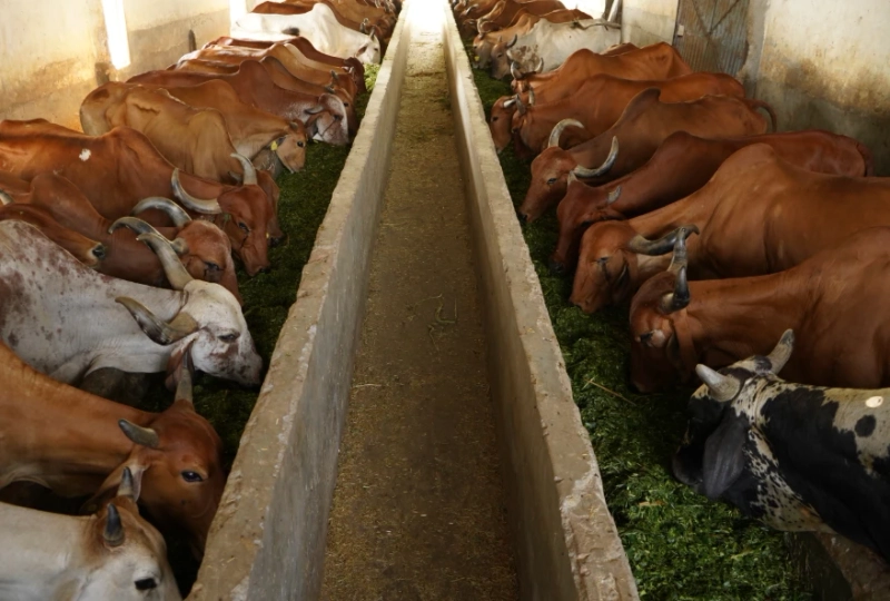 Feeding Desi Gaumata: The Best Karma for Life and Spiritual Bliss