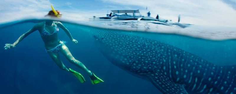 Visiting Cabo San Lucas? Don’t Miss These Awesome Activities!