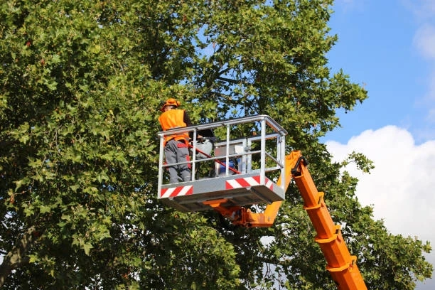 What is Tree Service?