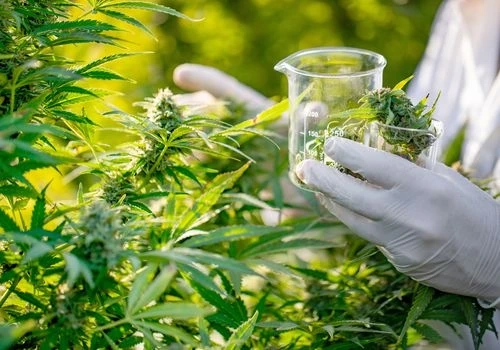 Is Cannabis Addictive Physically and Psychologically | 3 Major Consequences of Addiction to Cannabis