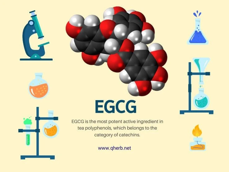 EGCG supplier and what is EGCG?