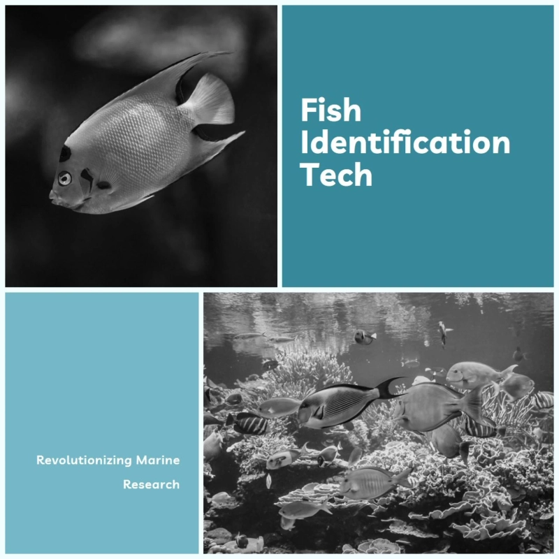 How Fish Identification Tech Boosts Marine Research & Conservation in 2024