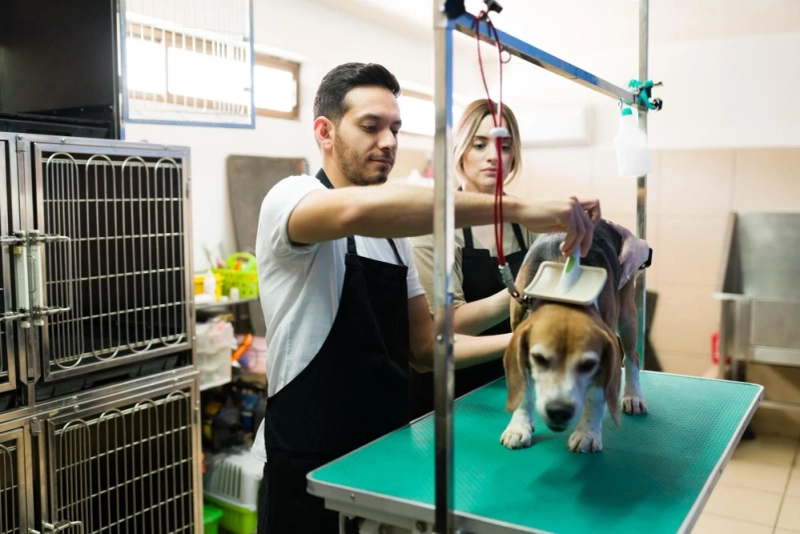 What Should I Expect from a Mobile Pet Grooming Visit?