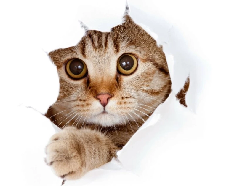 Cat Care Boosters: Essential Supplements for Your Feline Friend