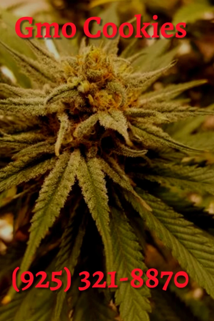 Gmo Cookies Clones los angeles Hempplantnursery