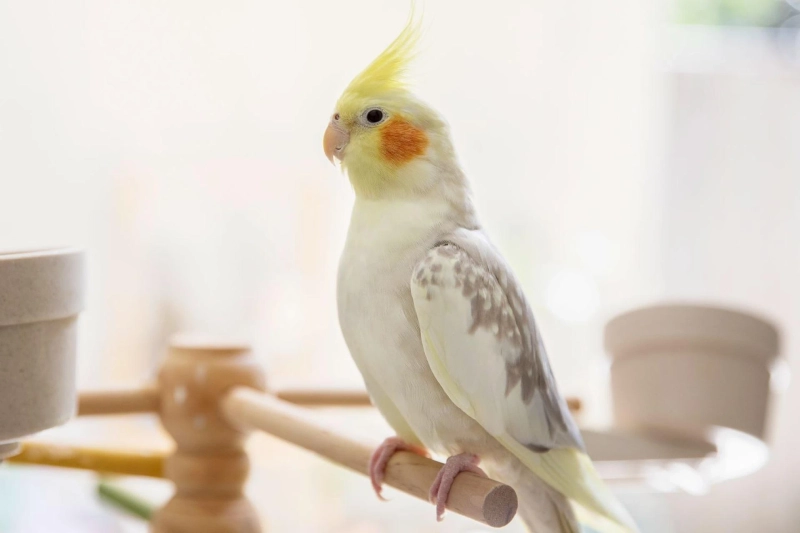The Kitchen Is Not A Place For Birds