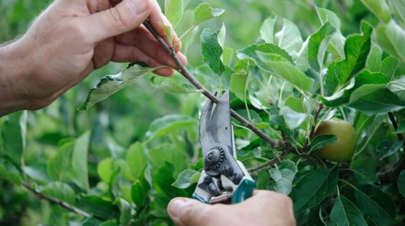 Essential Insights into Fruit Tree Care Services
