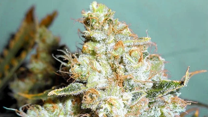 THC BOMB (Trees Sixty Clones)
