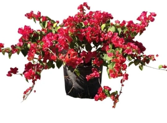 Boca Raton Plant Shopping Guide: The Best Places for Premium-Looking Plants