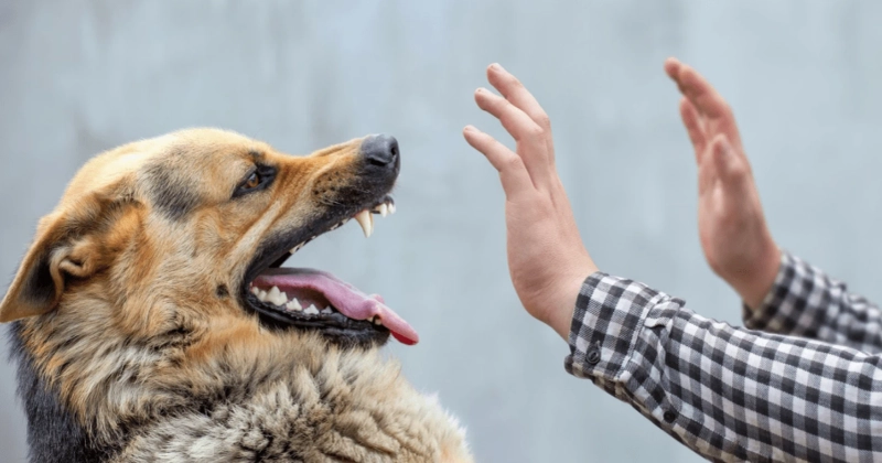 From Bites to Rights: Secure Justice with Utah's Dog Law Pros