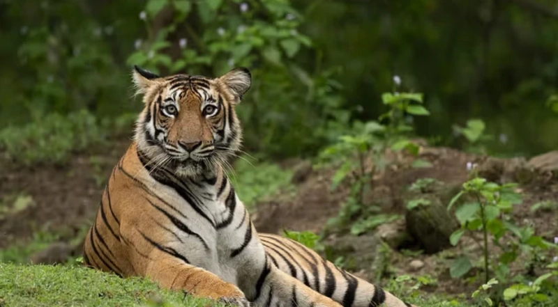 Reconnect with Nature at Machaan: A Unique Getaway into the Wild and Serene