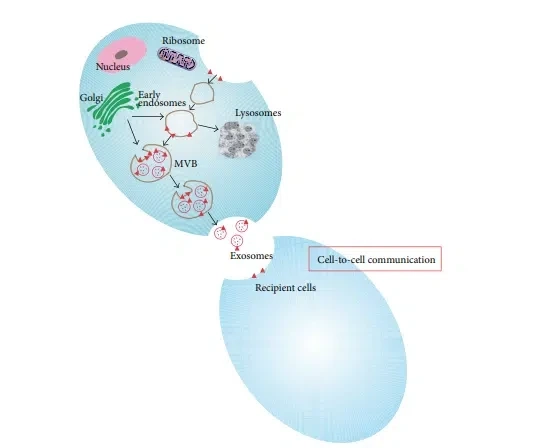 Exosomes Research News: Advancing the Future of Biomedical Science