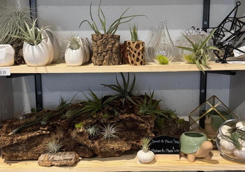 A Plant Lover’s Tour of the Best Plant Stores in Pittsburgh