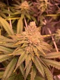 How Do Regular & Feminized Citradeli Sunset Seeds Differ