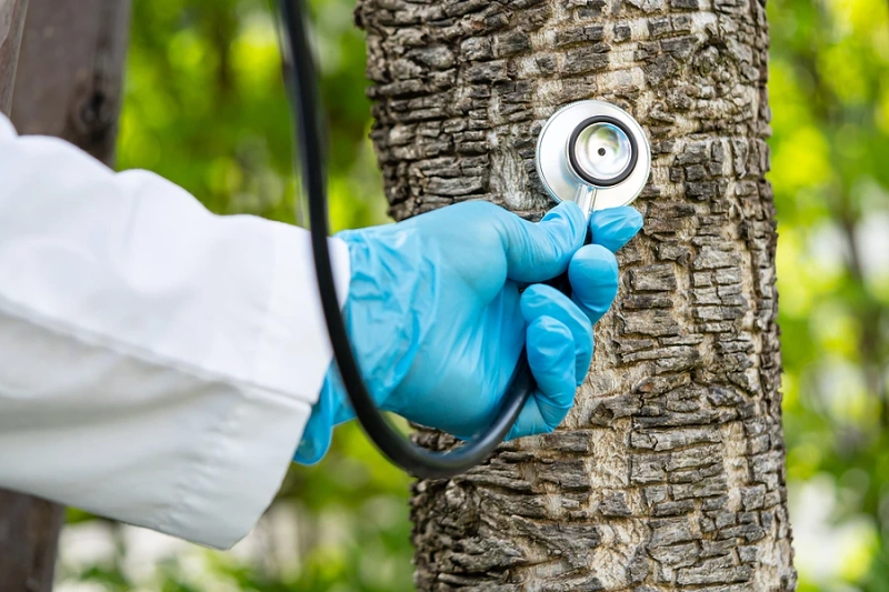 The Science Behind Tree Surgery: How Arborists Diagnose Tree Health Problems