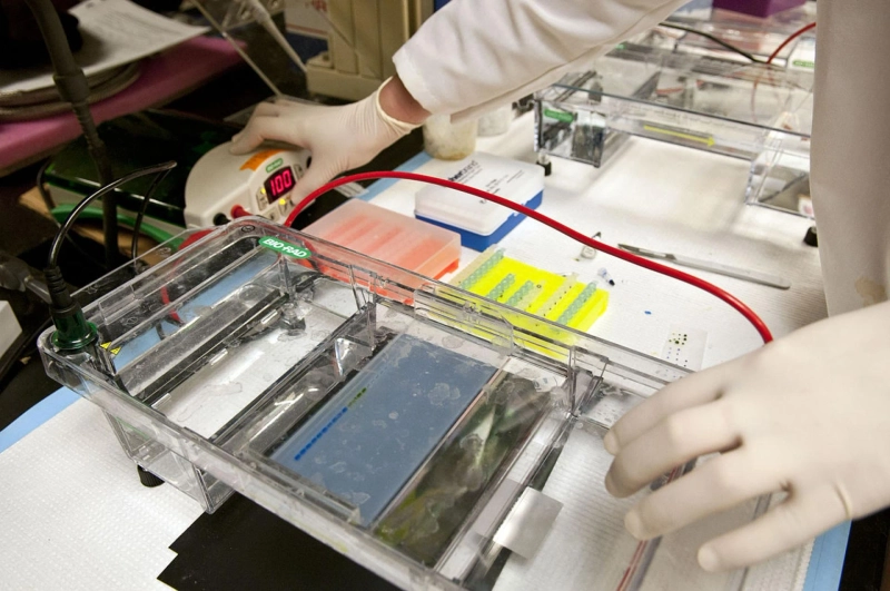 To Separate Molecules By Their Sizes In The Lab, Electrophoresis Is Commonly Used