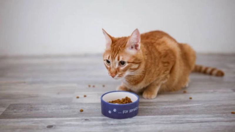 Earthborn Cat Food: A Holistic Approach to Feline Nutrition