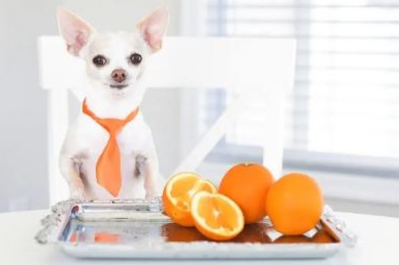 Can Dogs Eat Oranges? Exploring the Relationship Between Dogs and Citrus Fruits