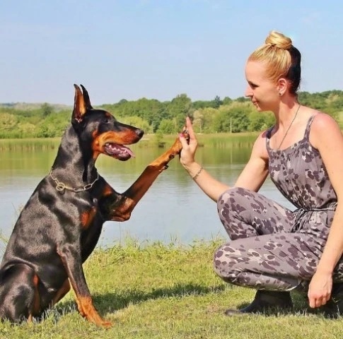 When Boating With Your Dog: Make Safety The First Priority