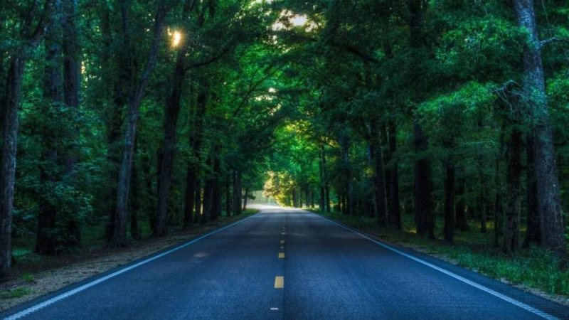 Kerala’s Backwaters & Beyond: A Journey Through Nature’s Lap