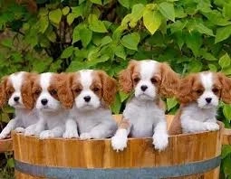 Cavalier King Charles Spaniel Breeders Ocala FL