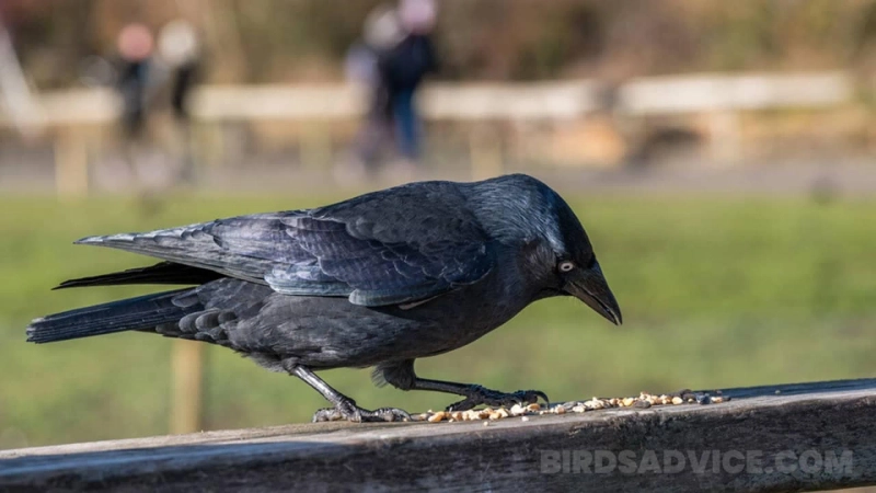 Understand Correctly What do Crows Eat in the Wild & in Cities