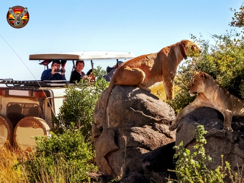Which Tanzania Safari Companies Offer the Best Private Tours?