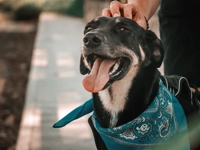 Are Dog Multivitamins Good For Them?