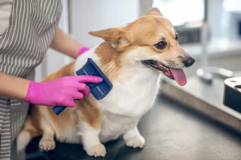 Choosing Trusted Orange County Mobile Dog Groomers