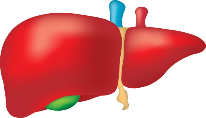 Things to Know About Liver Transplant: A Hope For A Better Future