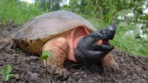 Northern River Terrapin