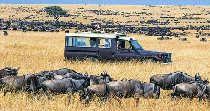 How to Choose the Ideal Company for the Best African Safari Packages