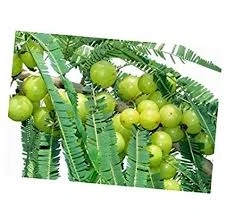 Các lợi ích sức khỏe của diệp hạ châu