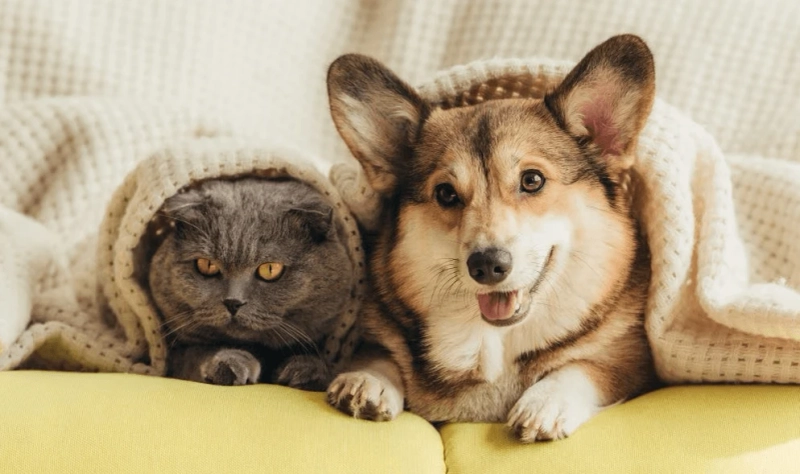 4 Effective Tips for Calming Your Pet [Quick & Budget-Friendly]