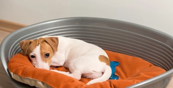 Pet Euthanasia Vs Natural Death – What is Better
