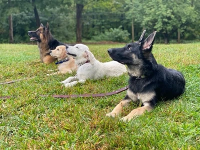 Excessive Dog Barking: Reasons & and How You Can Stop It?