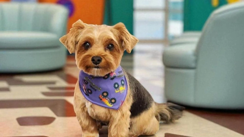 Amplifying Standards in Pet Care: The Strategic Role of Professional Grooming in Alberta