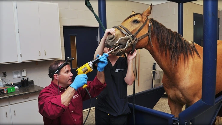 Equine Healthcare Market Size, Share, Top Companies, Industry Analysis, Growth Factors and Forecast 2023-2028