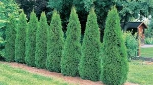 Emerald Green Arborvitae: Low Maintenance Privacy Hedges