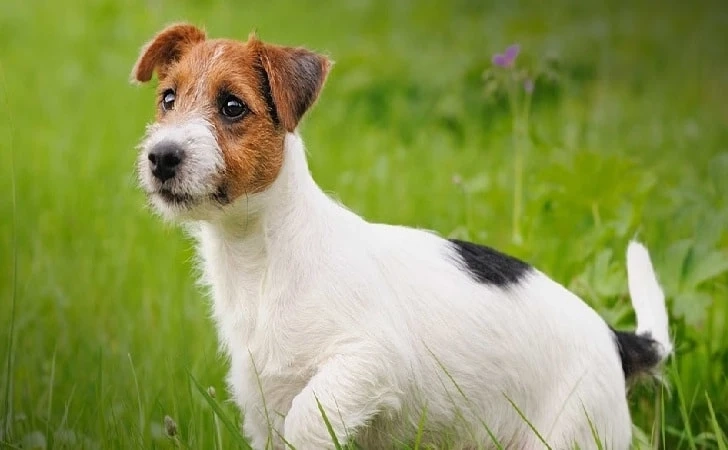 Intelligent Jack Russel Terriers