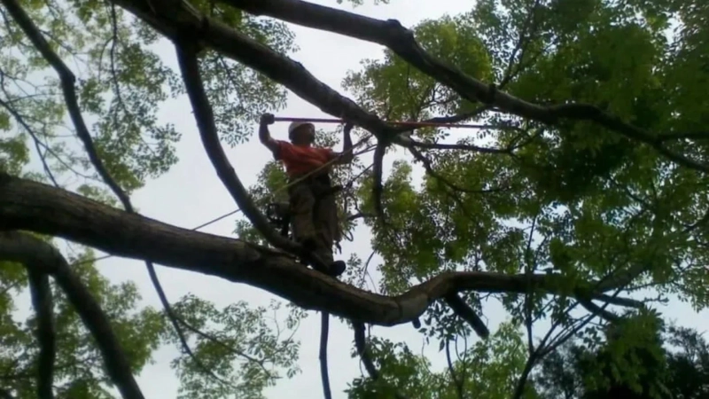 Struggling with Overgrown Trees? Find Expert Tree Service in Englewood, CO