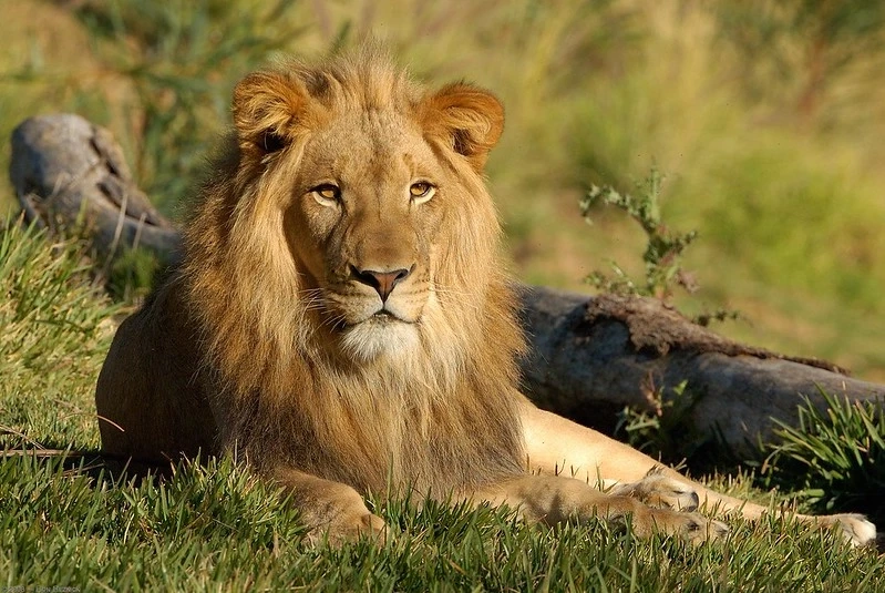 Gir Lions Depend On Humanity