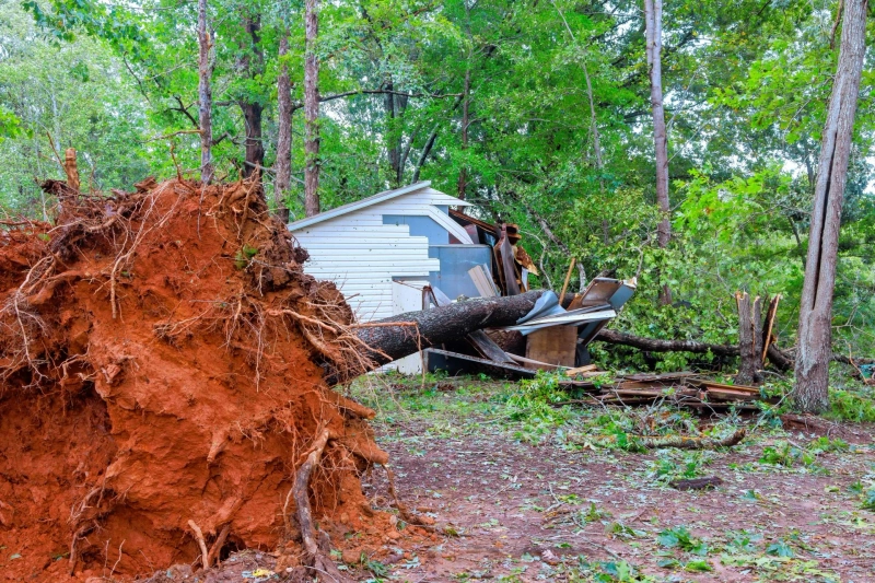 How Soil and Terrain Affect Tree Removal Challenges