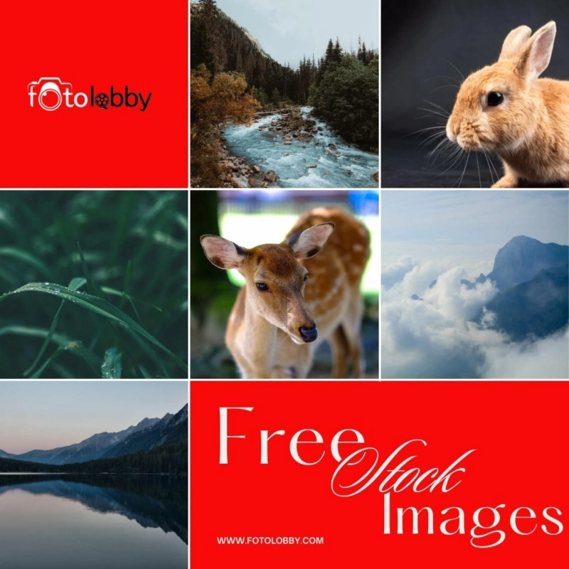 Understanding Licenses When Using Free Stock Images