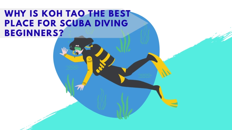 Why Is Koh Tao the Best Place for Scuba Diving Beginners?