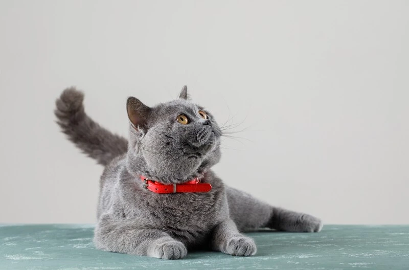 Are the Cat Litter Crystals a Smart Choice for Hygiene and Comfort?