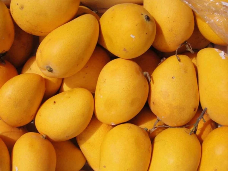 Benefits of eating mangoes
