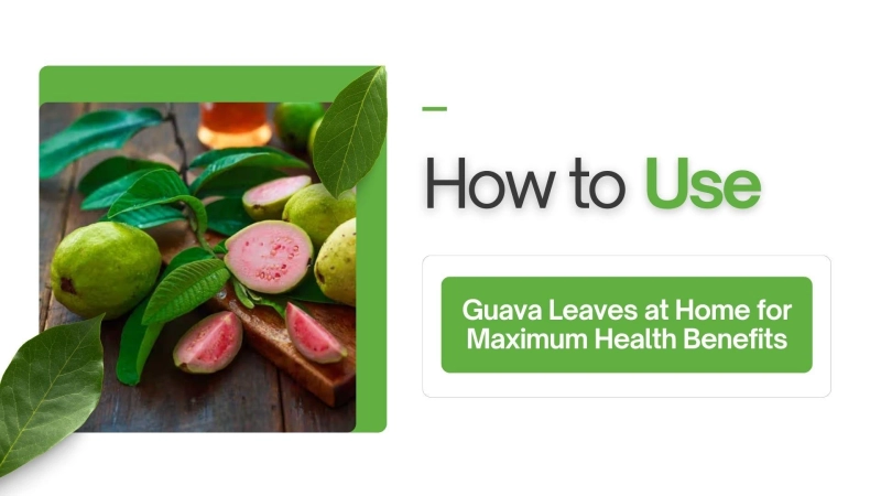 How to Use Guava Leaves at Home for Maximum Health Benefits?